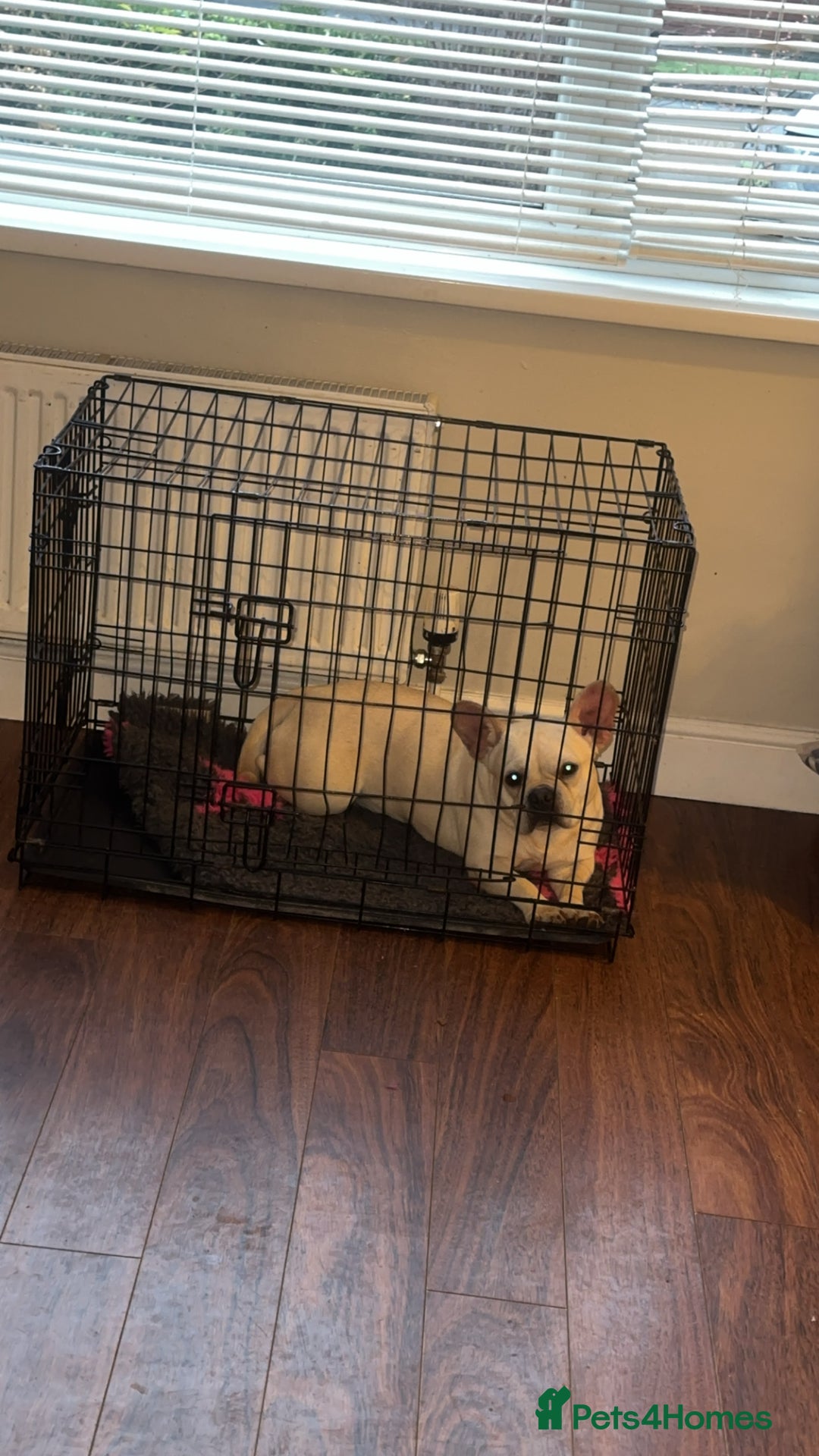 Mixed Breed dogs for sale: White Frenchie X Pug - Image 2