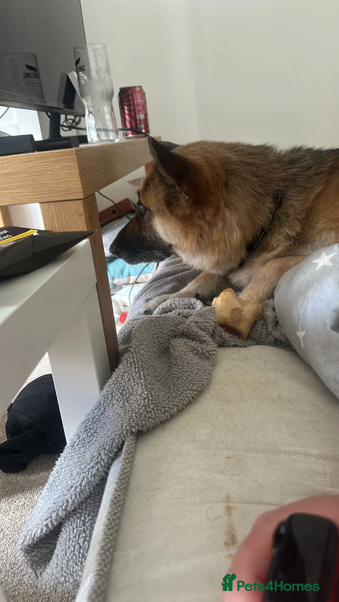 German Shepherd dogs for sale: Luna  in Crewe - Advert 2