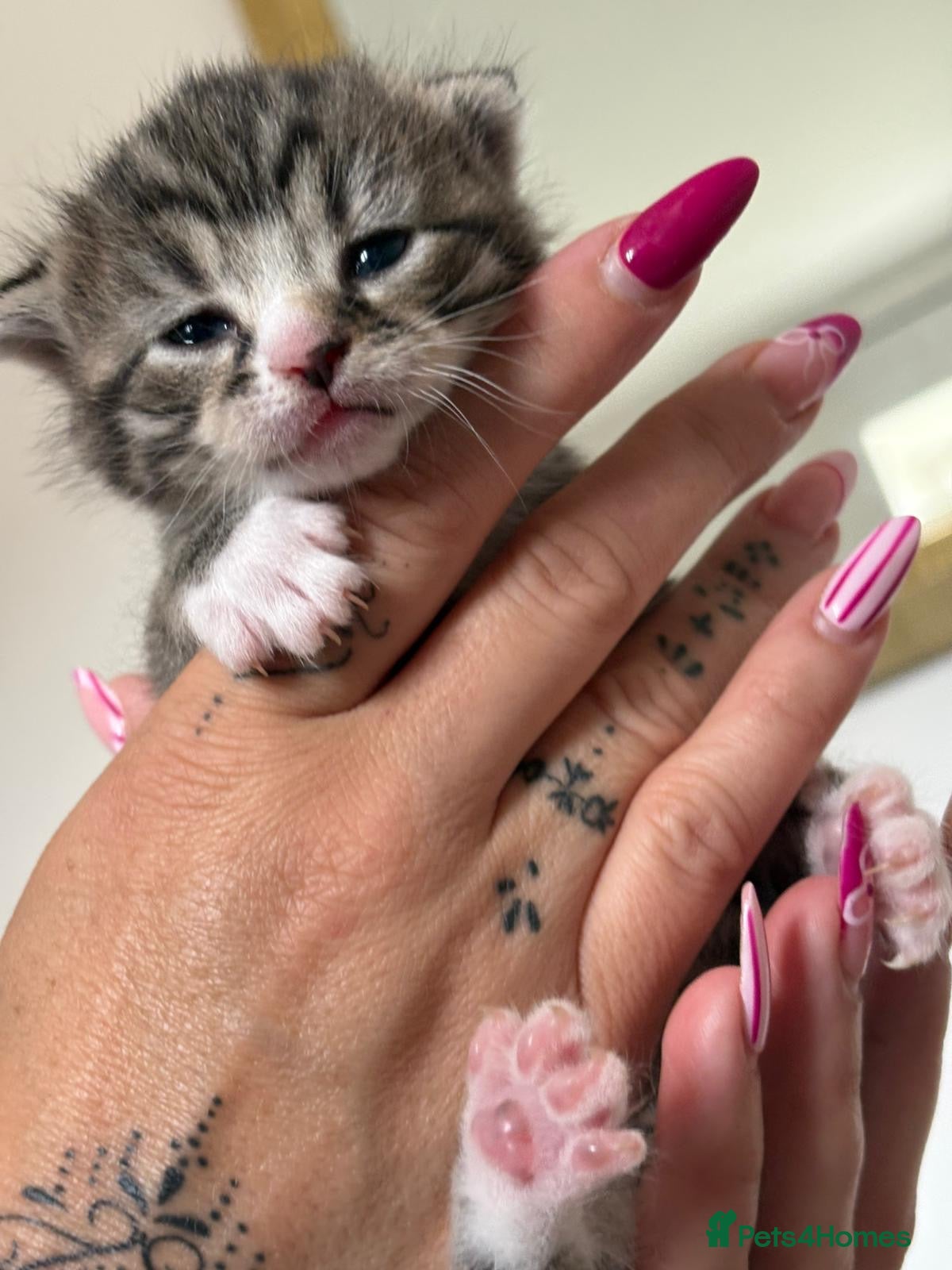 Mixed Breed Kitten 3