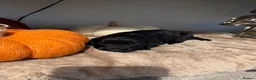 Cocker Spaniel dogs for sale: 8 STUNNING WORKING COCKER PUPS 🐶🐾 - Advert 7