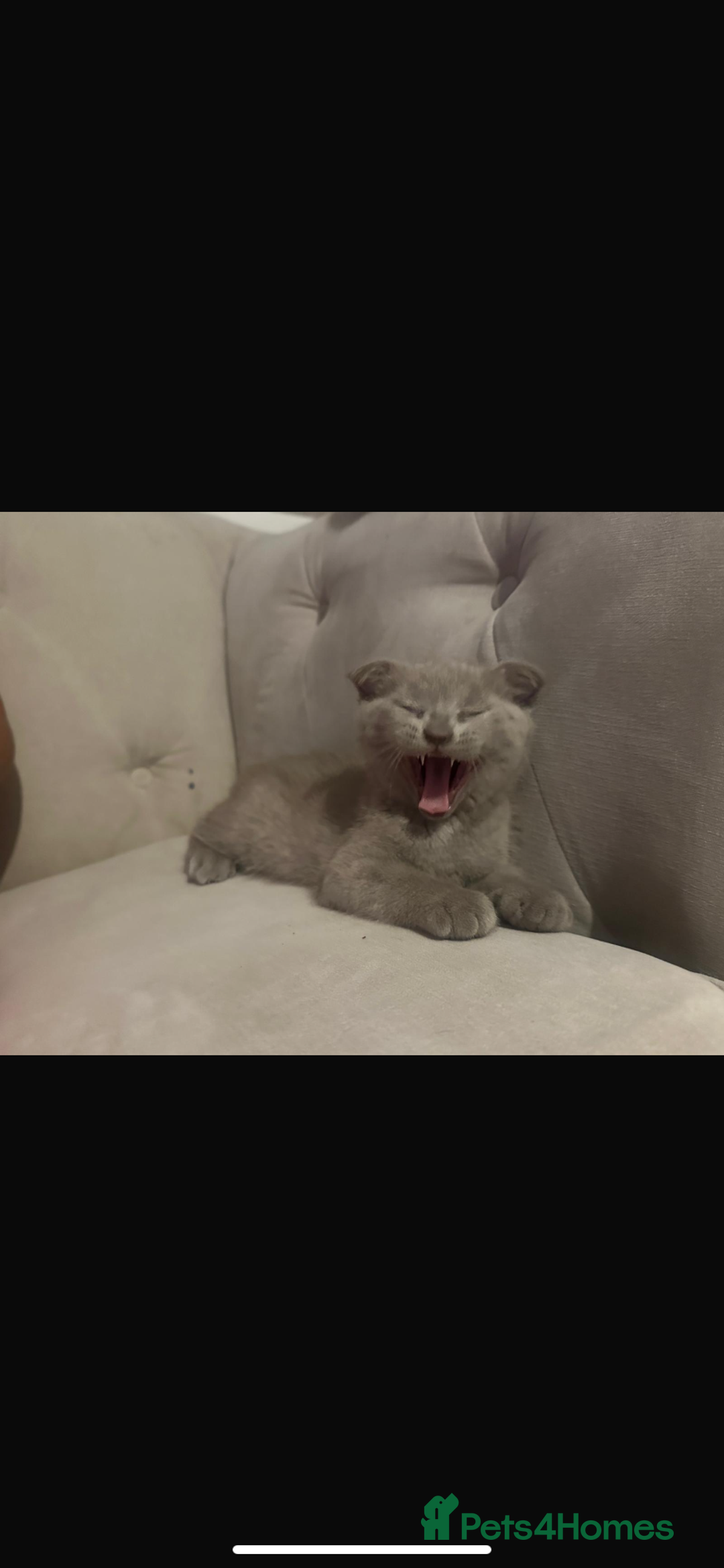 Scottish Fold cats for sale: Scottish fold kittens - Image 10
