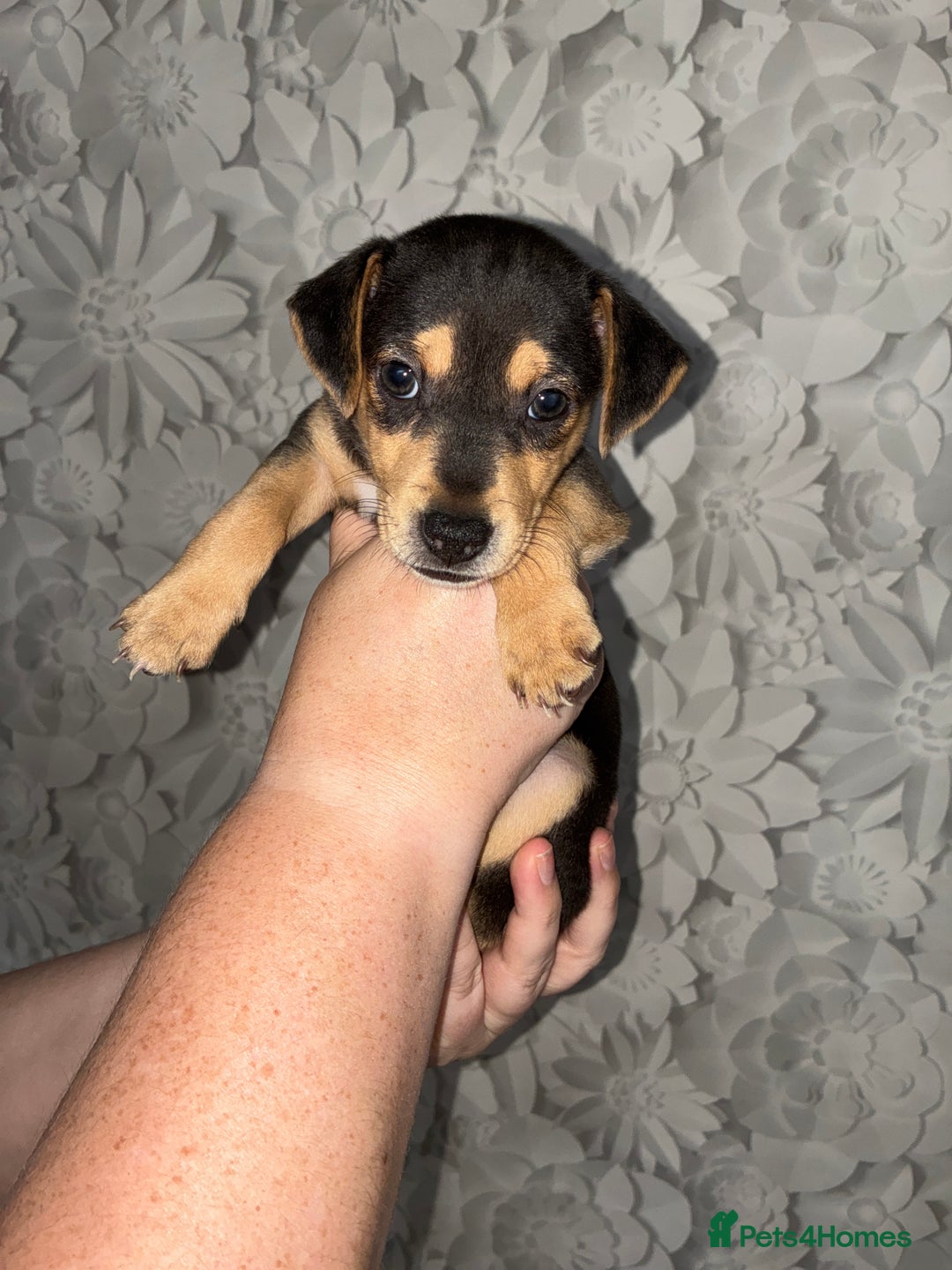 Jack Russell dogs for sale: Jack Russell’s looking for forever homes - Image 13