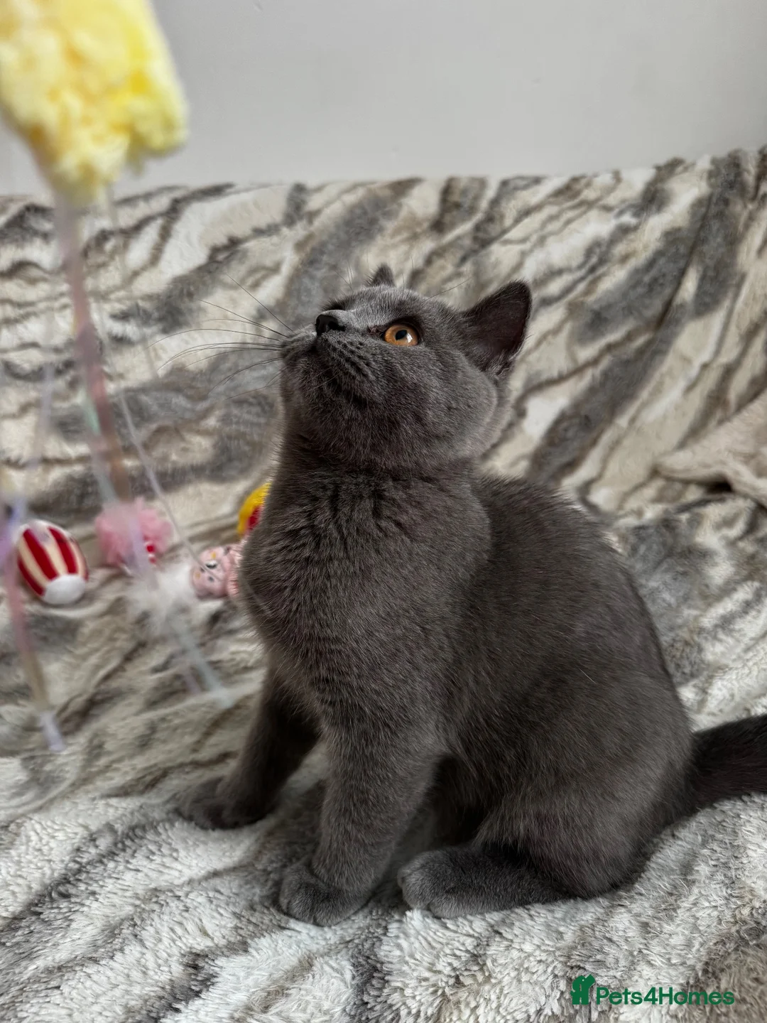 British Shorthair cats for sale: Registered gorgeous bsh boy. - Advert 2