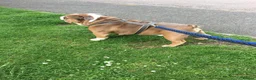 English Bulldog dogs for stud: Beautiful English bulldog for stud  - Advert 3