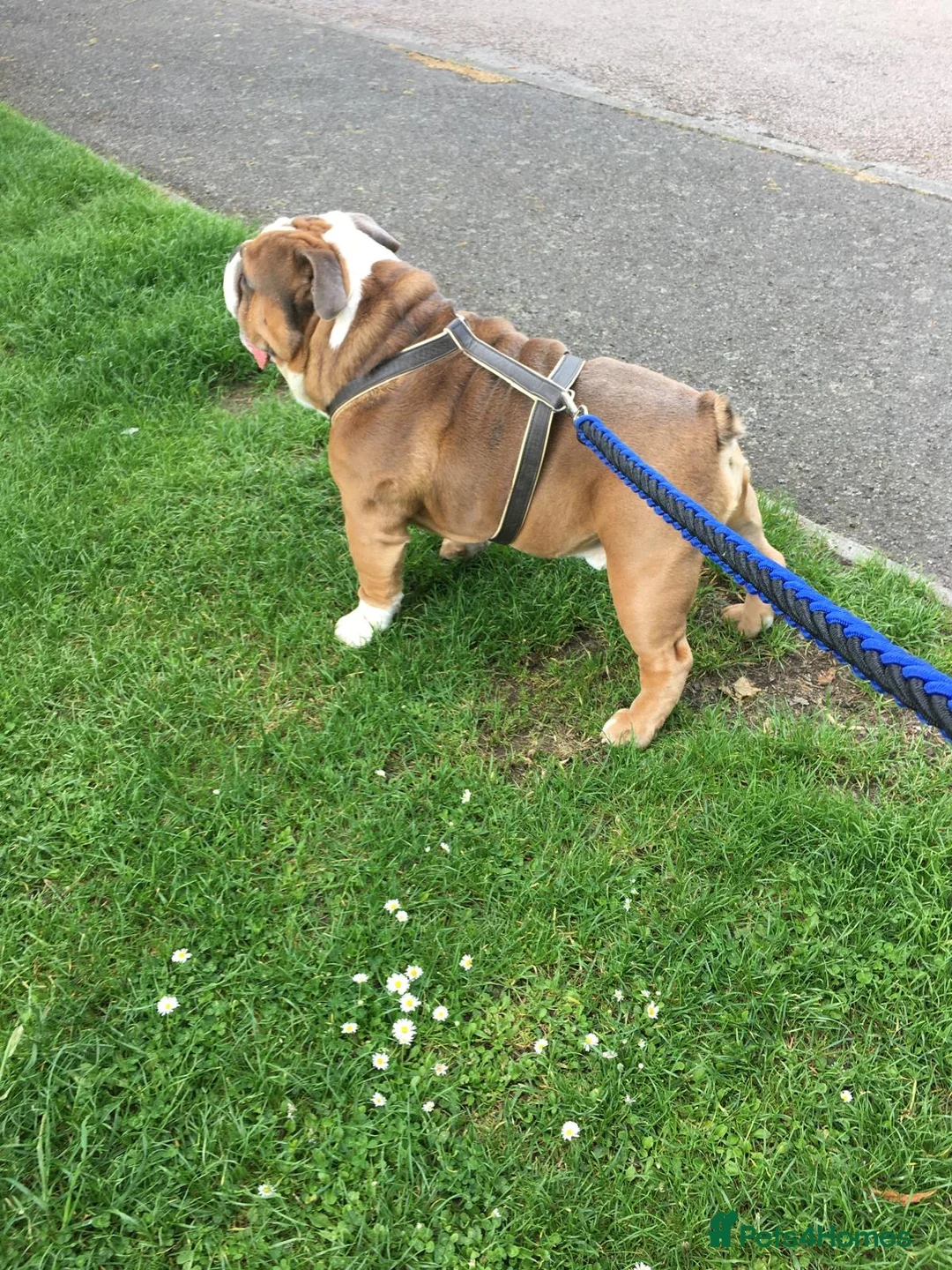 English Bulldog dogs for stud: Beautiful English bulldog for stud  - Advert 3
