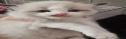 Ragdoll cats for sale: 🐾 Beautiful Ragdoll Kittens looking for homes 🐾 - Advert 27