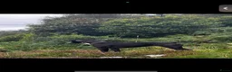Staffordshire Bull Terrier dogs for stud: looking for stud - next season in Oban - Advert 3