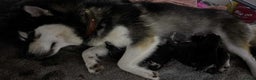 Pomsky dogs for sale: Very Tiny F4 Pomskys REDUCED NEEDS HOMES NOW - Advert 40