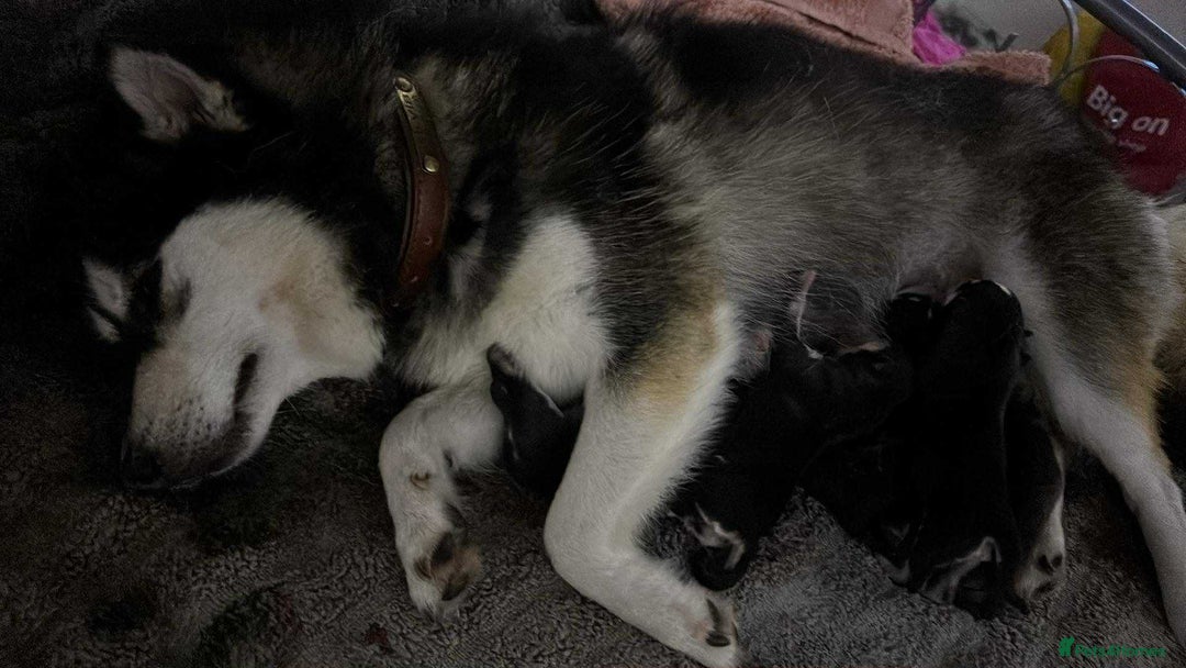 Pomsky dogs for sale: Very Tiny F4 Pomskys  - Image 40