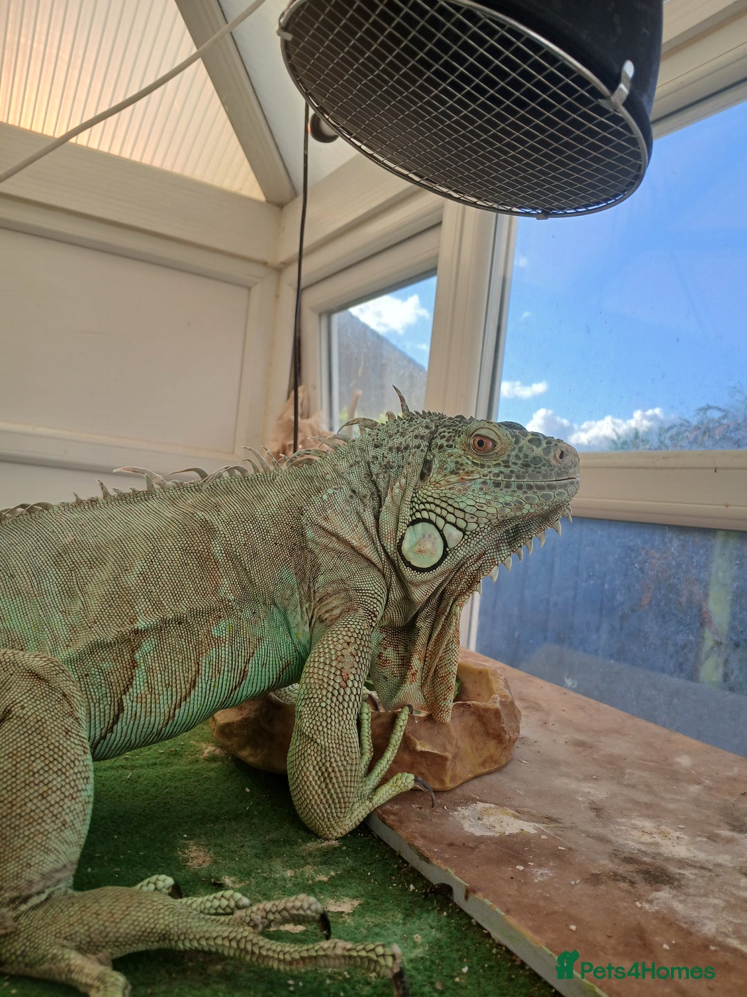 Iguana reptiles for sale: Blue igguana - Image 10