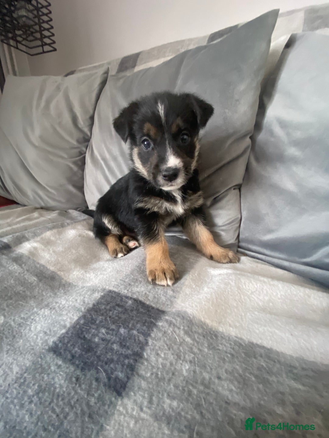 Mixed Breed dogs for sale: Ready for new loving homes now - Image 4