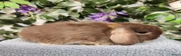 Mini Lop rabbits for sale: Mini lop bucks  in Romsey - Advert 1