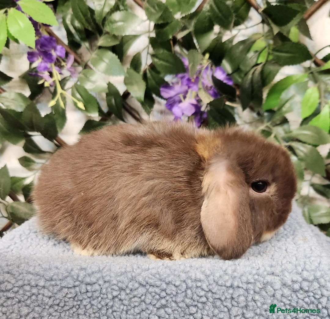 Mini Lop rabbits for sale: Mini lop bucks  in Romsey - Advert 1
