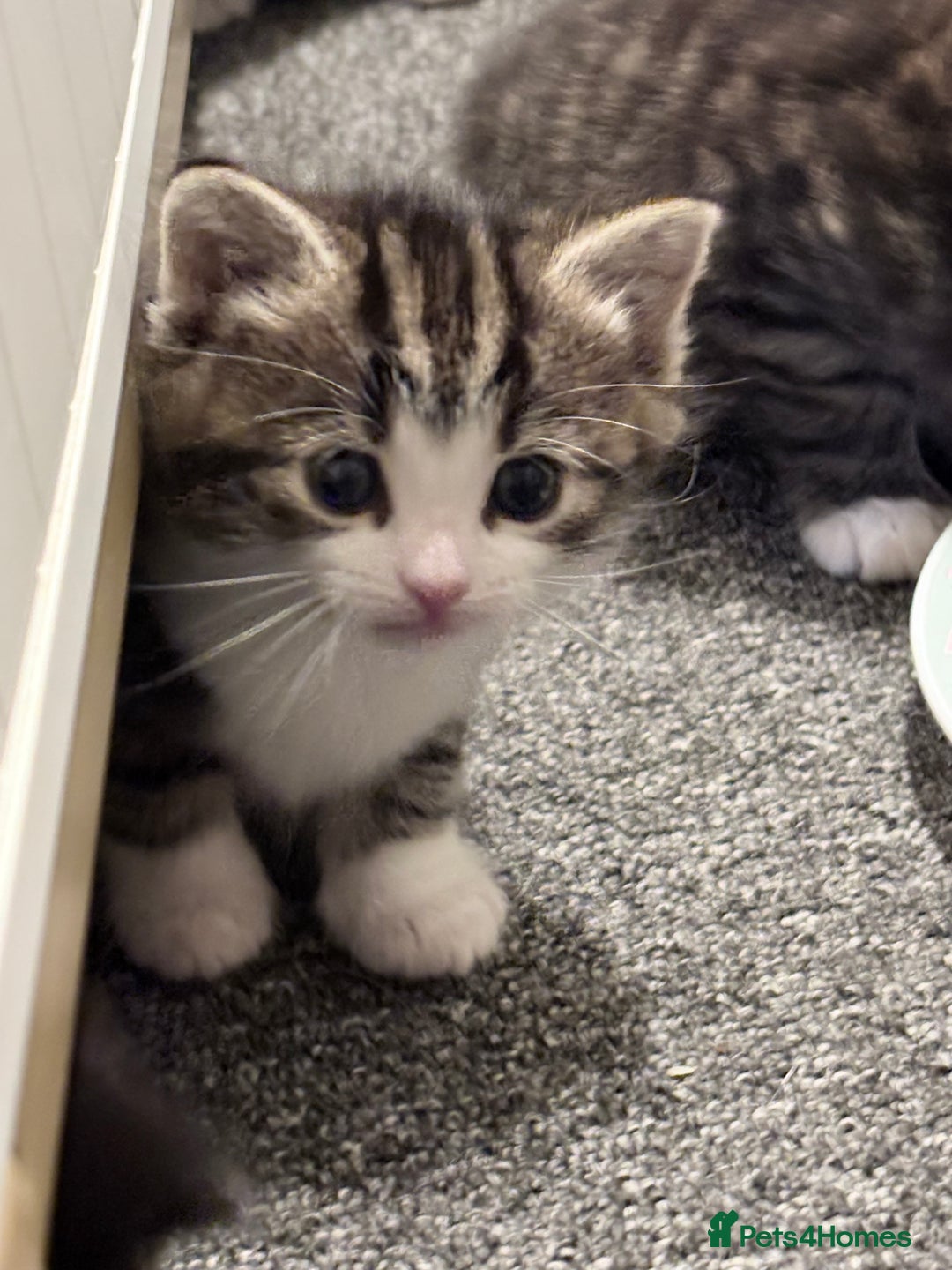 Mixed Breed cats for sale: Beautiful mix breed kittens - Advert 1