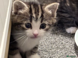 Mixed Breed cats Beautiful mix breed kittens - Advert 8