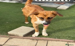 Mixed Breed dogs for adoption: Sweet Armin looking for LOvE - Image 8