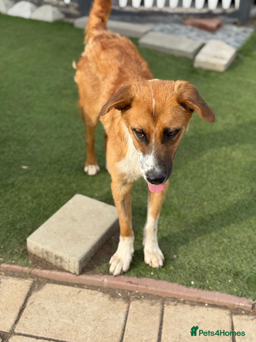 Mixed Breed dogs for adoption: Sweet Armin looking for LOvE - Image 8