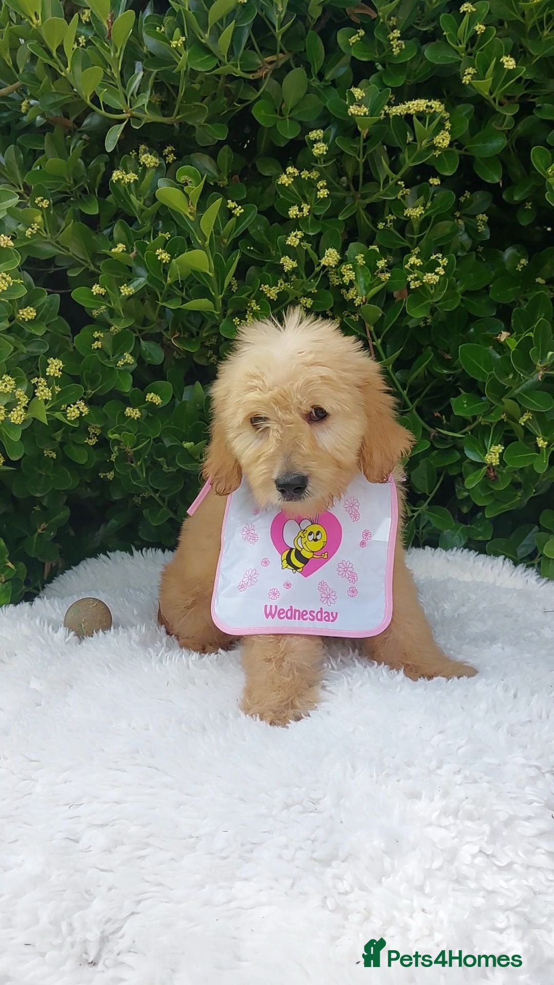 Mini Goldendoodle dogs Exceptional F1 Goldendoodle Puppies  - Advert 1