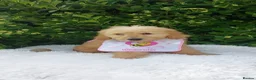 Mini Goldendoodle dogs for sale: Exceptional F1 Goldendoodle Puppies  - Advert 1