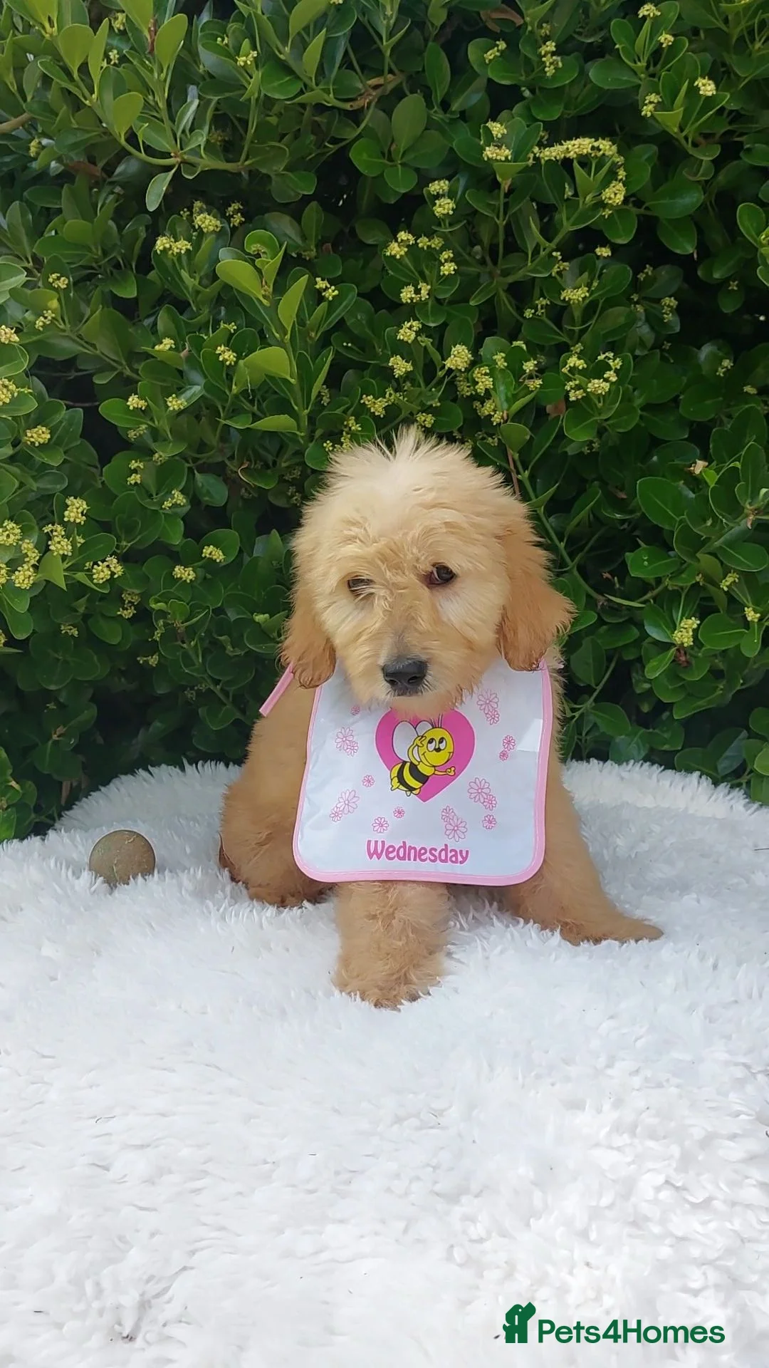 Mini Goldendoodle dogs for sale: Exceptional F1 Goldendoodle Puppies  - Advert 1