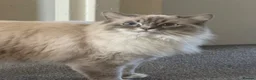 Ragdoll cats for sale: Adorable ragdoll for sale in London - Advert 7