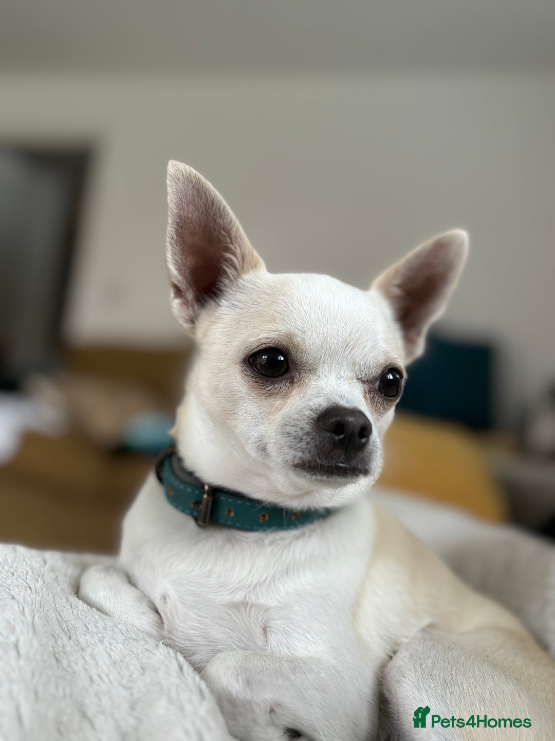 Chihuahua dogs for sale: Three-year-old male Chihuahua - Advert 2