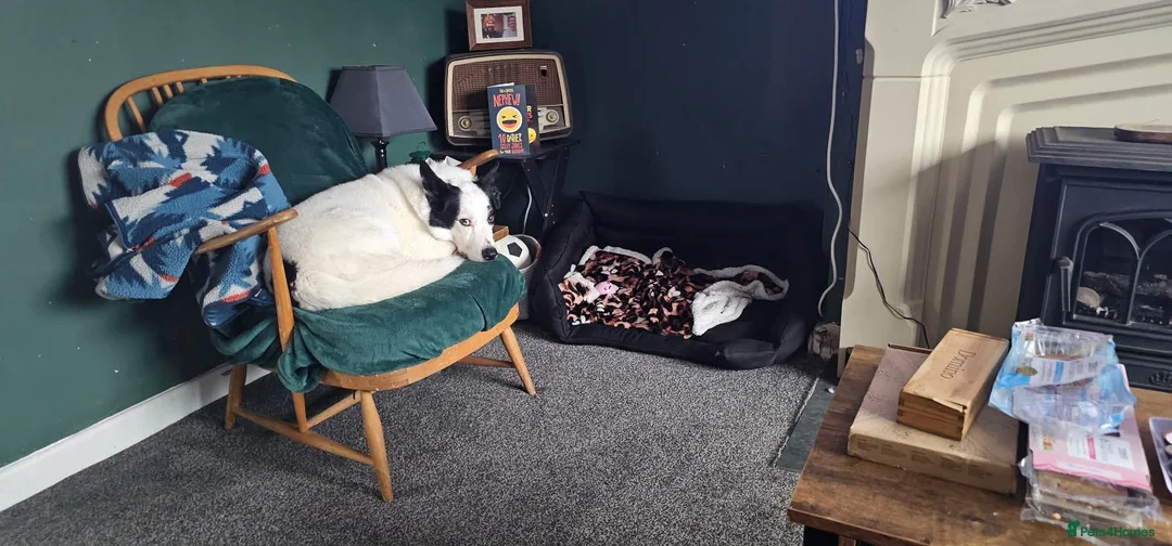 Border Collie dogs for sale: Milo the collie free - Advert 1