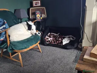 Border Collie dogs Milo the collie free - Advert 8