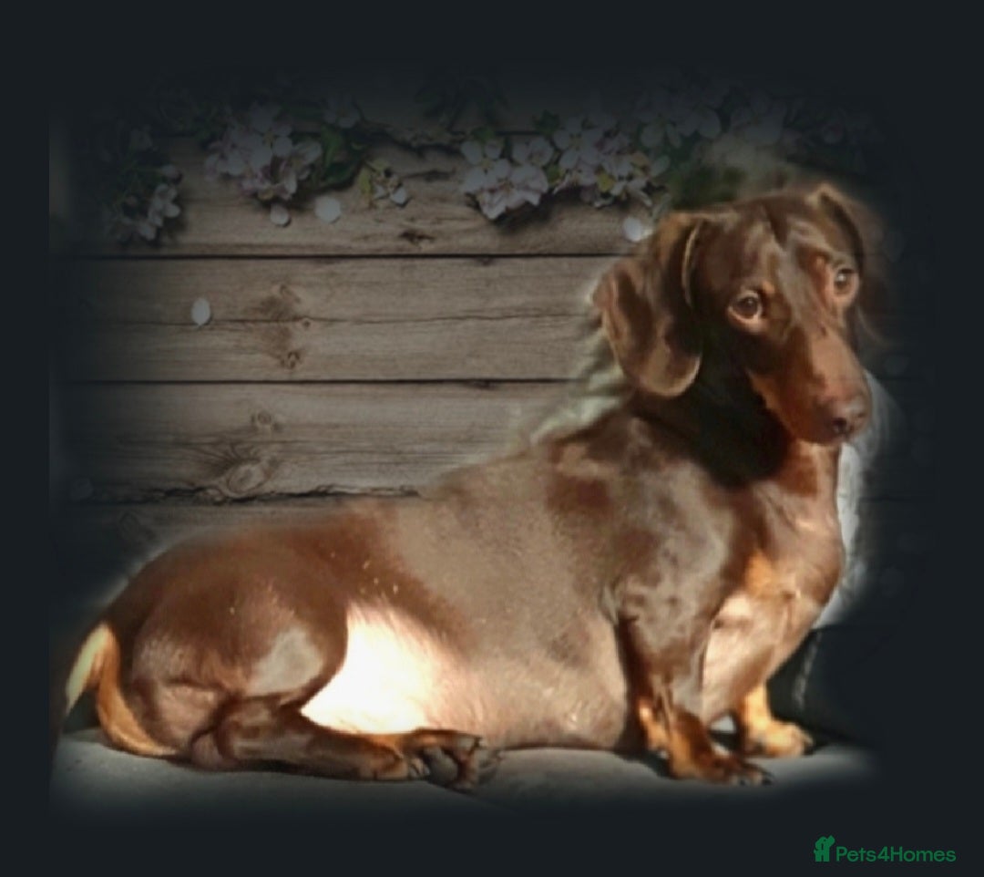 Miniature Dachshund dogs for stud: KC REGISTERED MINIATURE DACHSHUND STUD in Todmorden - Advert 2