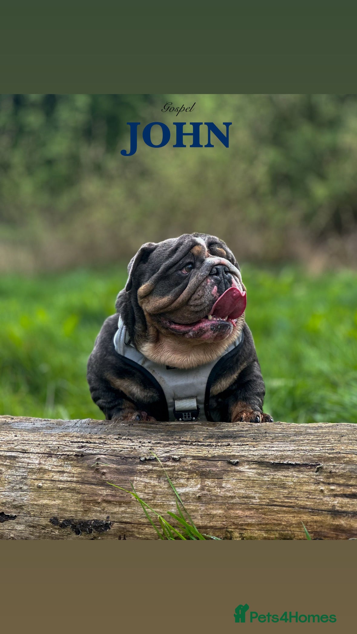 English Bulldog dogs 🌟BOSS 🌟 English bulldog Stud  in Kettering - Advert 3