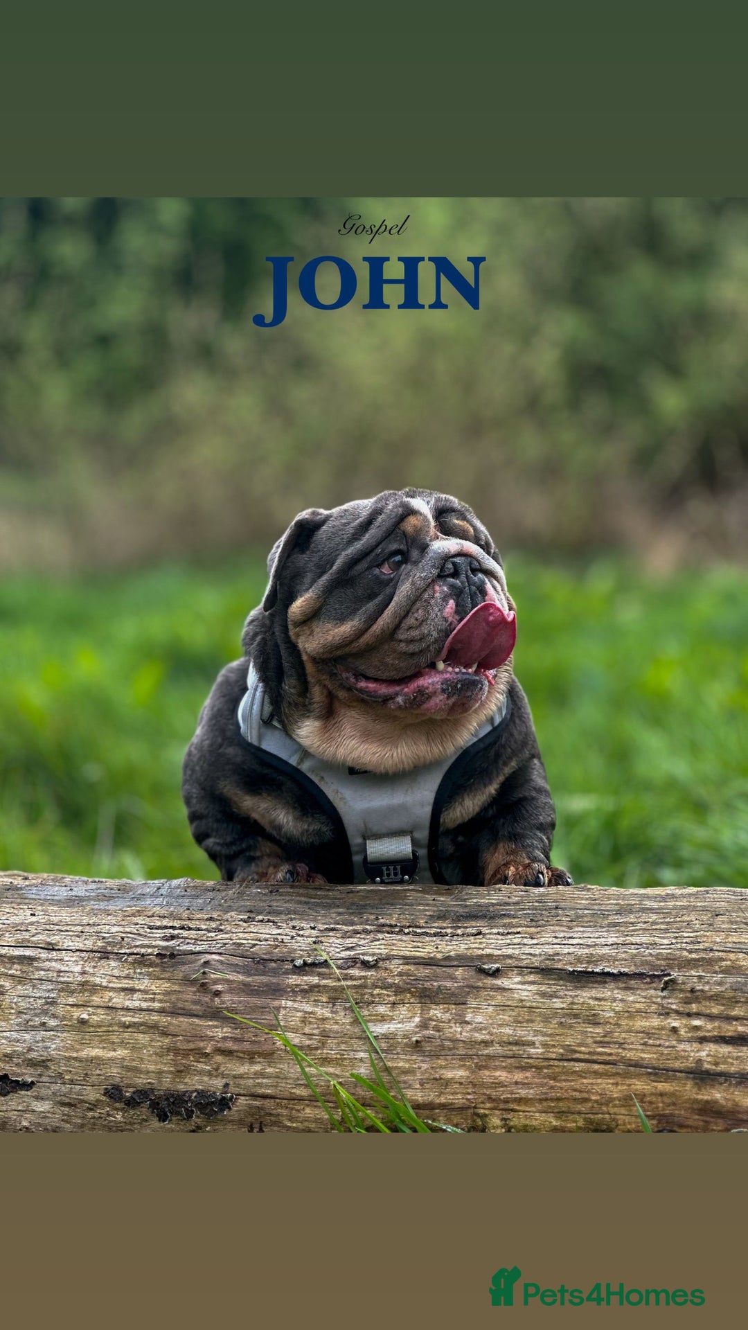 English Bulldog dogs for stud: 🌟BOSS 🌟 English bulldog Stud  in Kettering - Advert 1