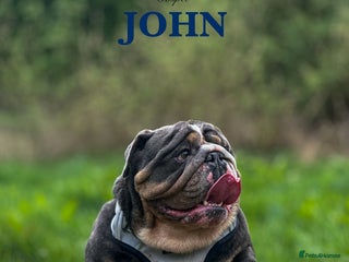 English Bulldog dogs in Kettering - Advert 21