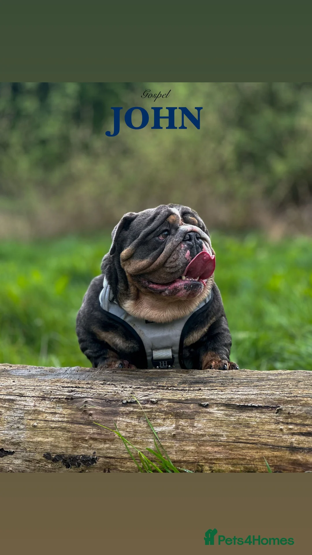 English Bulldog dogs for stud: 🌟BOSS 🌟 English bulldog Stud  in Kettering - Advert 1