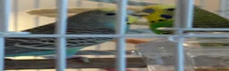Budgerigars birds for sale: Pair of budgies with cage for sale in Truro - Advert 3