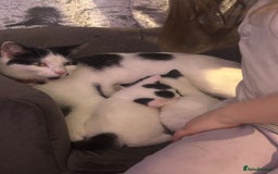 Mixed Breed cats for sale: Kitten ready now - Image 3