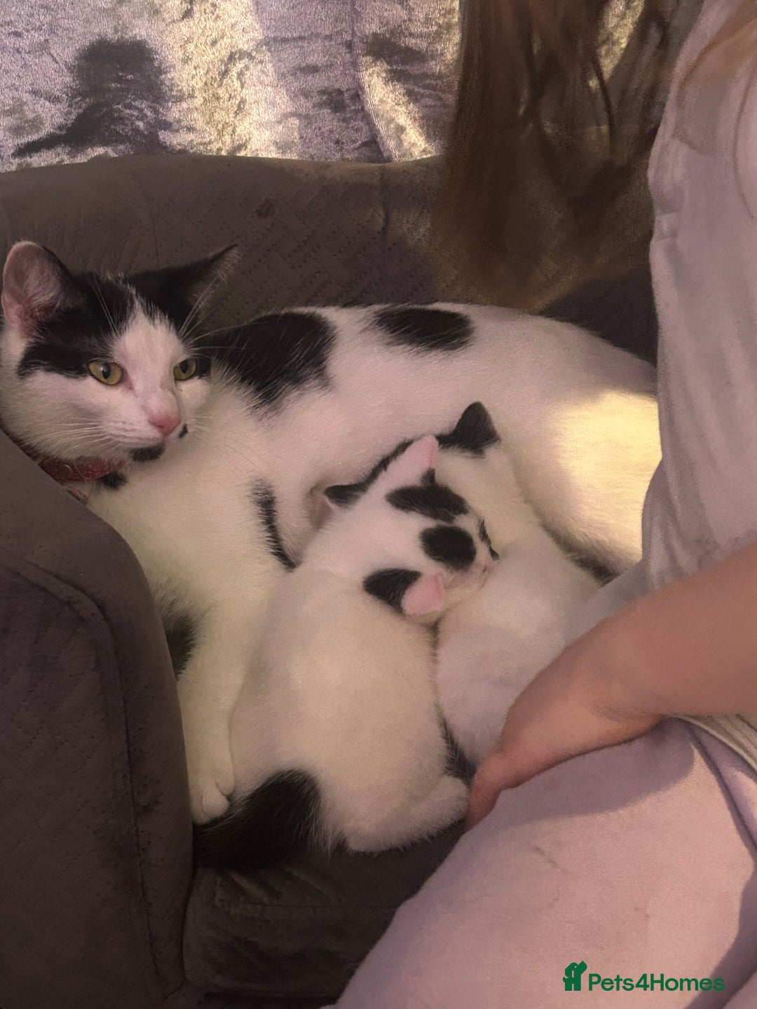 Mixed Breed cats for sale: Kitten ready now - Image 3
