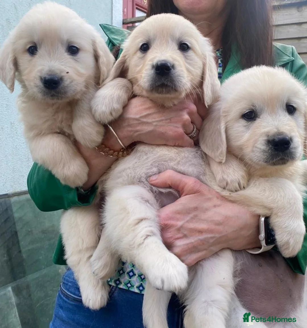 Golden Retriever dogs for sale: Top quality golden Retriever puppies - Advert 2