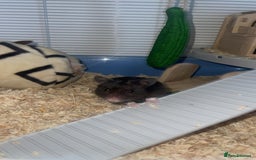 Hamster rodents for sale: Syrian hamster  - Image 6