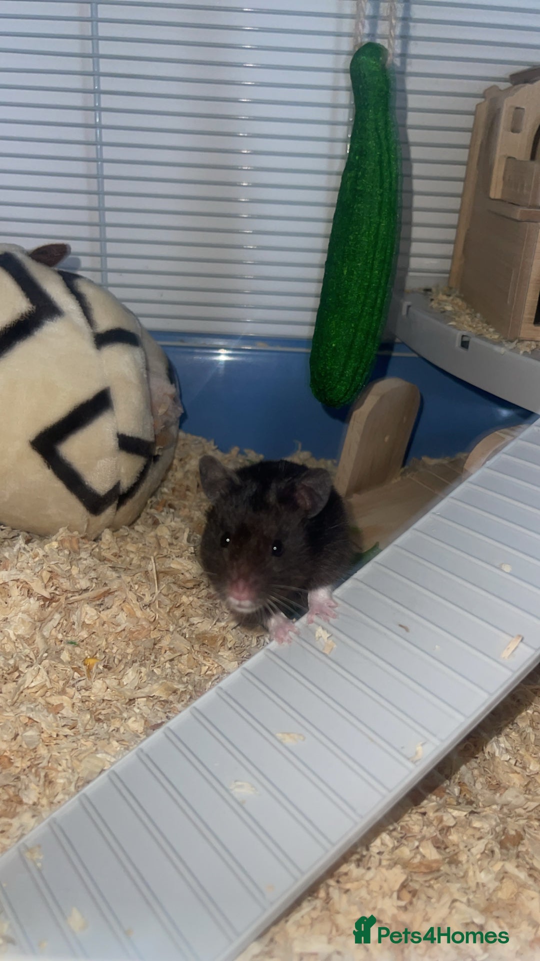 Hamster rodents for sale: Syrian hamster  - Image 6
