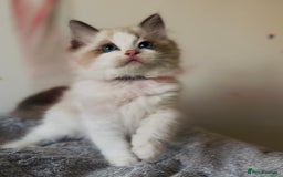 Ragdoll cats for sale: 🐾Tica full pedigree🩷 EU Ragdoll 🐱🐾DNA Clear ❤️ - Image 16