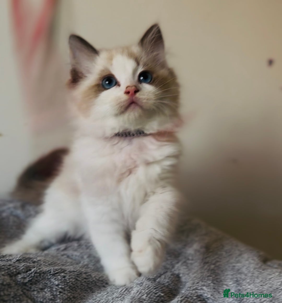 Ragdoll cats for sale: 🐾Tica full pedigree🩷 EU Ragdoll 🐱🐾DNA Clear ❤️ - Image 16