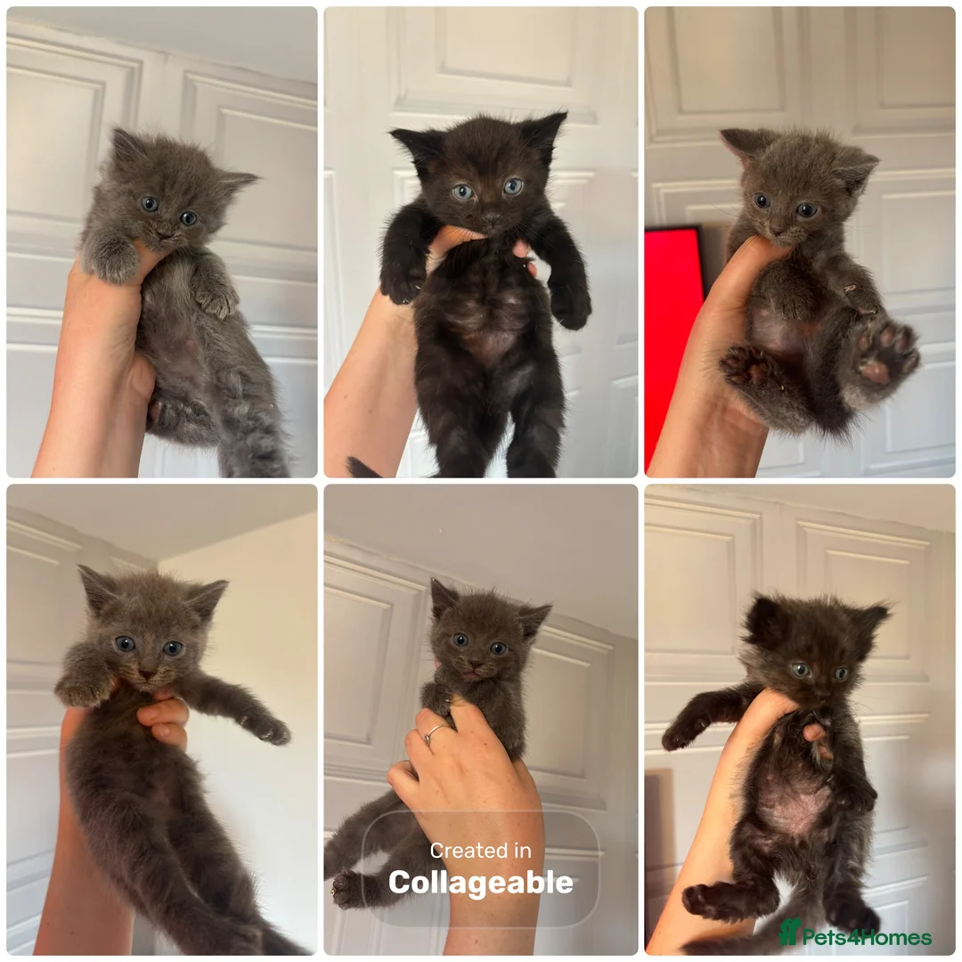 Ragdoll cats for sale: Half ragdoll kittens  - Advert 1