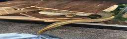 Python Snake reptiles for sale: Royal Python Female - Advert 2