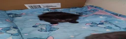 Mixed Breed cats for sale: Four male kittens - Advert 17
