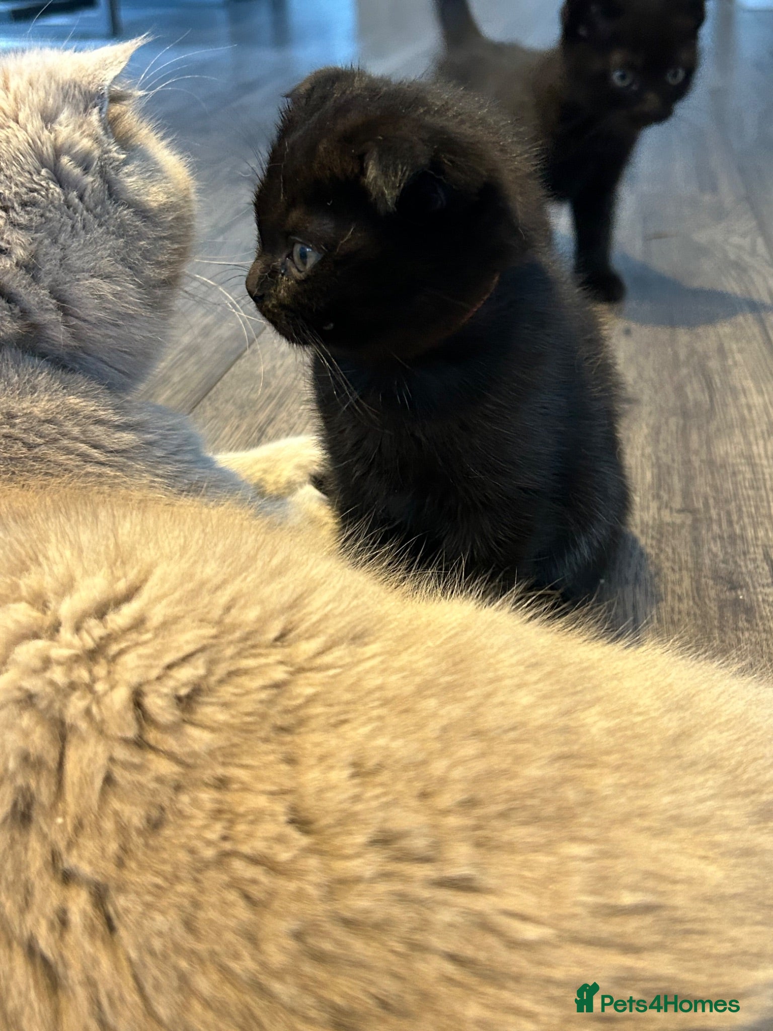 Scottish Fold cats Black Scottish fold  - Advert 1