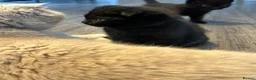 Scottish Fold cats for sale: Black Scottish fold  - Advert 1