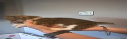 Welsh Corgi Pembroke dogs for sale: Beautiful Pembroke Welsh Corgi Puppies  in Chesterfield - Advert 4