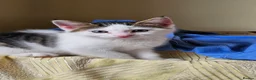 British Longhair cats for sale: Kittens  - Advert 2