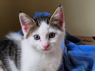 British Longhair cats Kittens - Advert 5