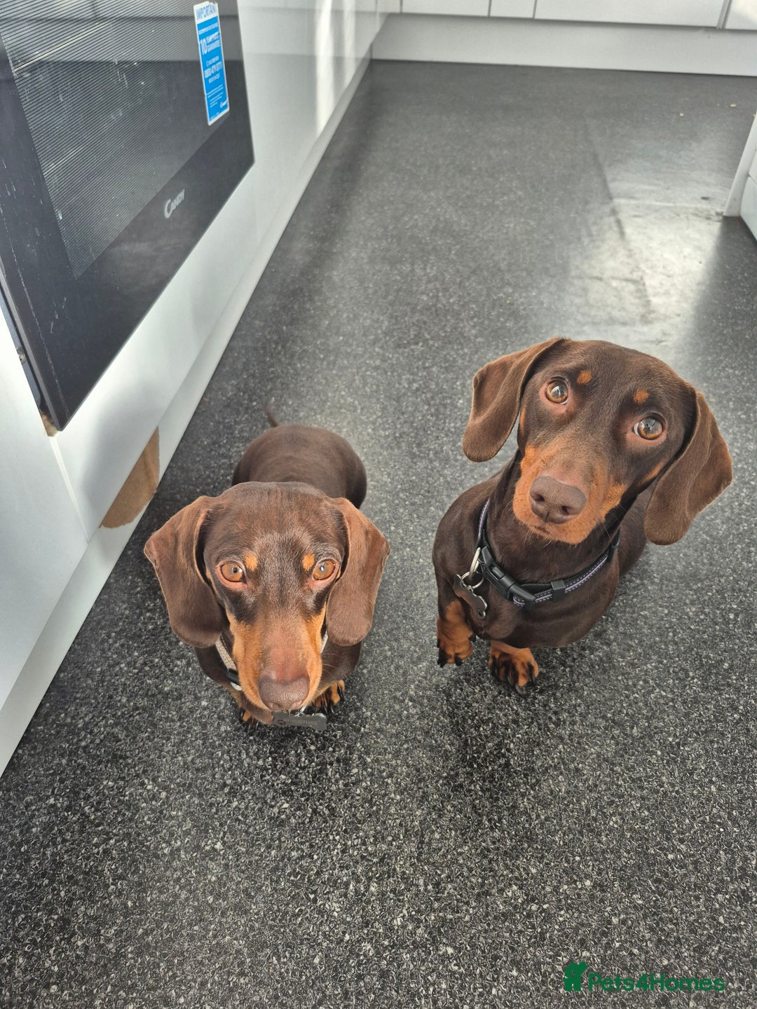 Miniature Dachshund dogs for sale: Miniature Dachshund  - Advert 3
